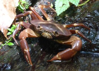 Trinidad & Tobago: Crab & Callaloo.