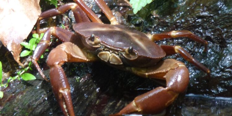 Trinidad & Tobago: Crab & Callaloo.