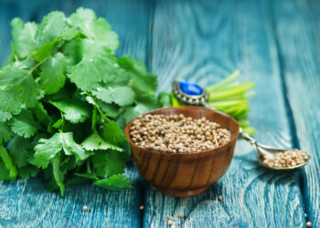 Fresh cilantro leaves beside a wooden bowl filled with coriander seeds on a rustic blue wooden surface.