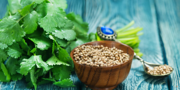 Fresh cilantro leaves beside a wooden bowl filled with coriander seeds on a rustic blue wooden surface.